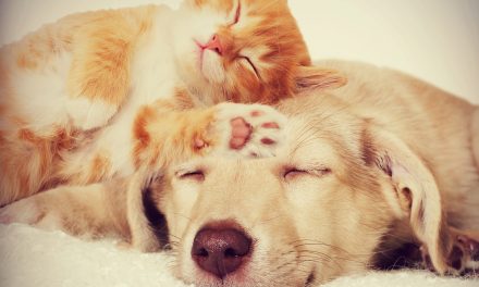 4 dicas para cuidar de cães e gatos em apartamento