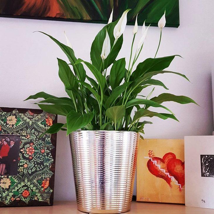 Plantas e flores para ter no seu apartamento - Blog Concisa
